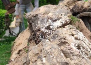 Os troncos foram identificados após uma pesquisa de campo feita pelos pesquisadores (Foto: Divulgação/Urca)