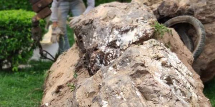 Pesquisadores encontram troncos fósseis de até 3 toneladas na Chapada do Araripe