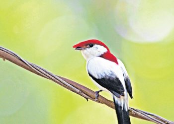 Em 2018, foram contados apenas 215 machos adultos do Soldadinho do Araripe, ave endêmica da região