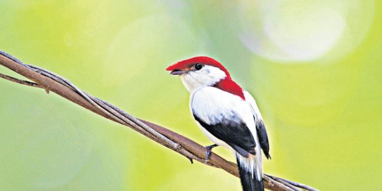 Falta de efetivação em área de proteção ameaça Soldadinho do Araripe