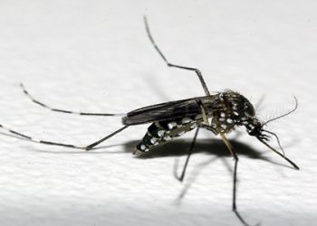 O mosquito aedes aegypti é o principal vetor da dengue. O vírus é transmitido para humanos por meio da picada de mosquitos fêmea infectados (Foto: Divulgação/Fiocruz)