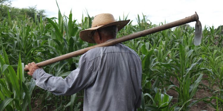 Ceará tem aumento de 2.372 pedidos negados de aposentadoria rural