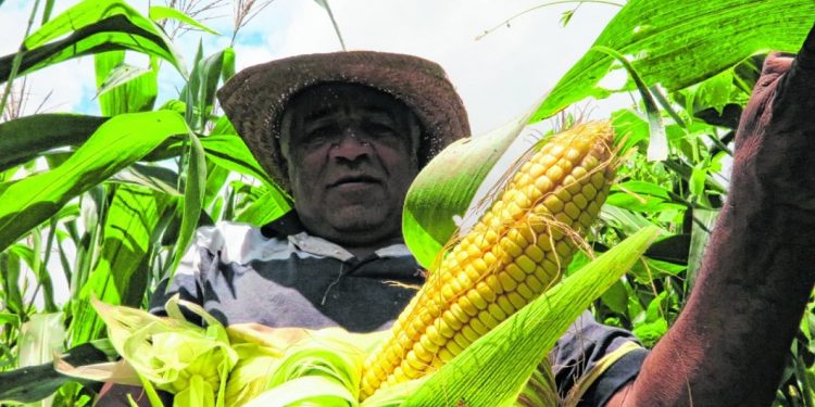 Colheita deste ano em Juazeiro do Norte deve superar em 80% a safra de 2019