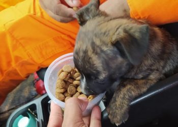 "Recruta" é alimentado por Bombeiros após resgate (Foto: Divulgação/Bombeiros)