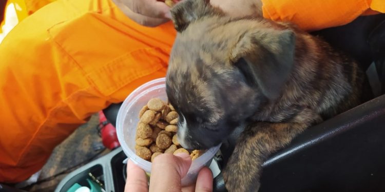 Bombeiros de Juazeiro do Norte adotam filhote de cachorro resgatado de bueiro