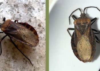 (Foto: Divulgação/URCA)