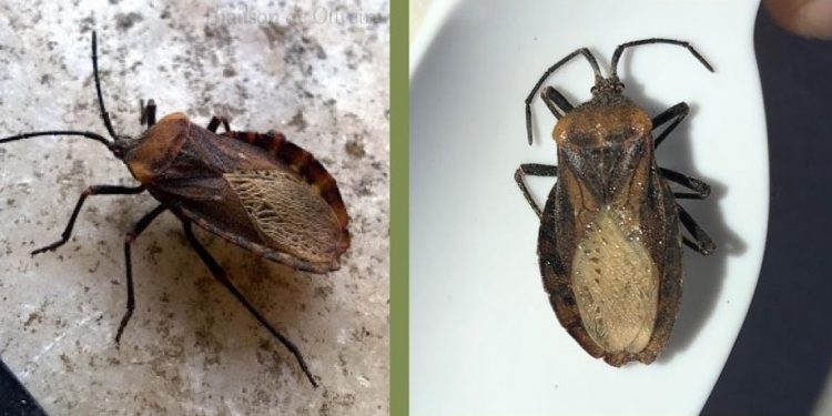 Pesquisadores da URCA identificam inseto que assustava moradores em Juazeiro do Norte