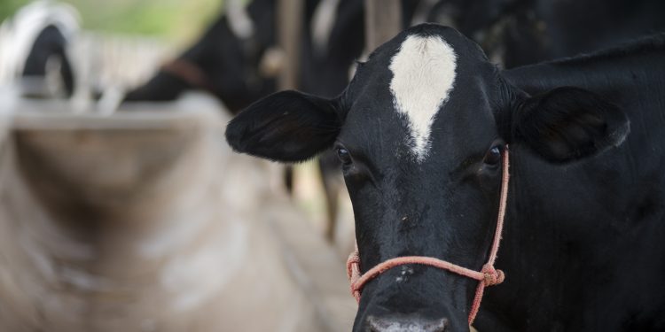 Primeira etapa da campanha contra a febre aftosa no Ceará é adiada para junho