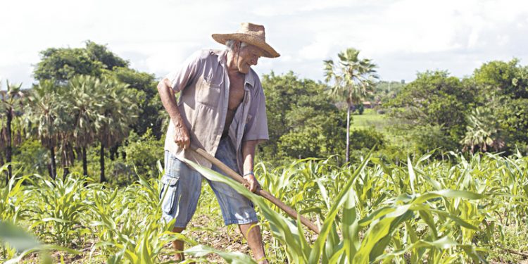 Prazo para pedidos de sementes do Hora de Plantar termina neste domingo (30)