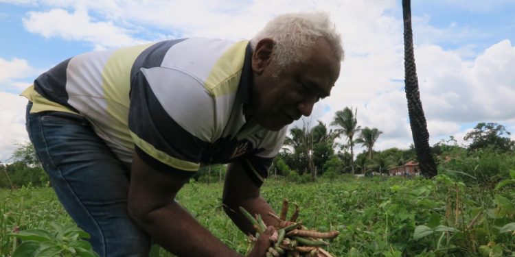Boa safra reduz preço do feijão verde em mais de 50% no Cariri e Ibiapaba