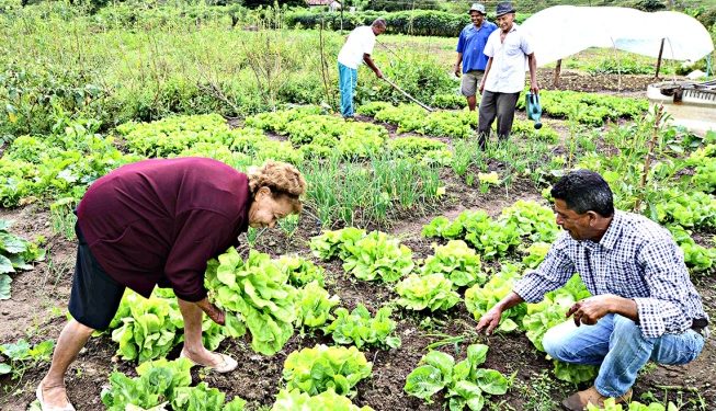 Itens da agricultura familiar são ofertados através de feira virtual