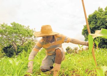 Apesar das boas chuvas de 2019 e deste ano no Ceará, alguns agricultores enfrentam dificuldade para vender a produção (Foto: Antonio Rodrigues)