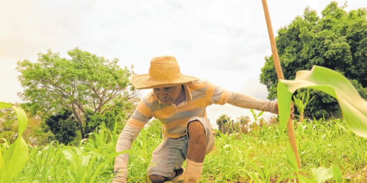 Diante da pandemia, órgãos pedem liberação total do Garantia Safra