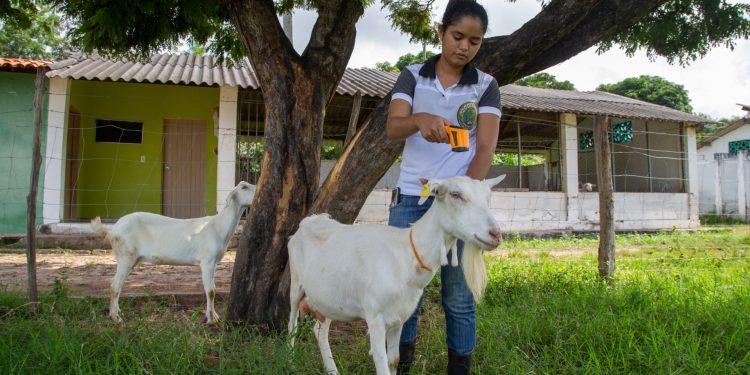 IFCE Crato promove Semana da Zootecnia online