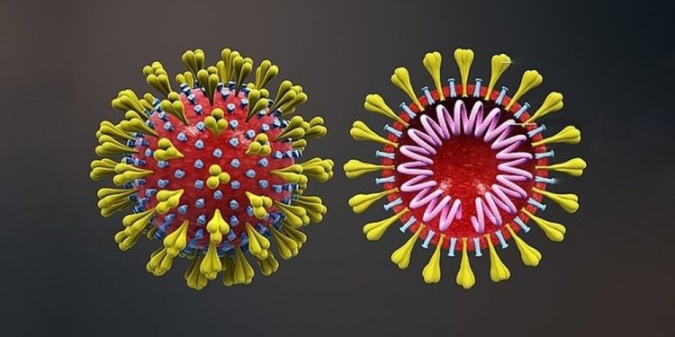 Cientistas conseguem neutralizar novo coronavírus com anticorpo