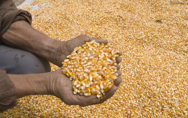 Ceará projeta safra de mais de 637 mil toneladas de cereais e oleginosas