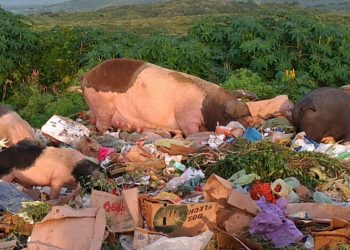 Porcos se alimentavam de lixo orgânico e inorgânico e dejetos (Foto: Divulgação)