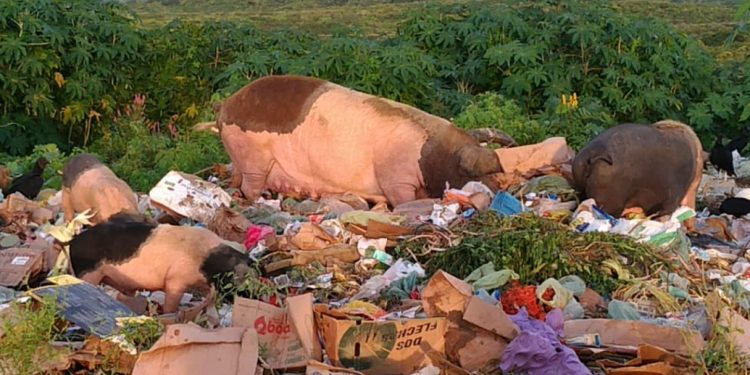 Porcos se alimentavam de lixo orgânico e inorgânico e dejetos (Foto: Divulgação)