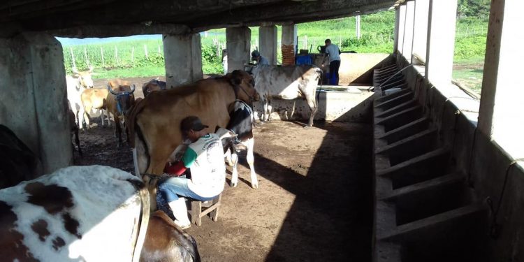 1.050 famílias da reforma agrária são atendidas com assistência técnica remota