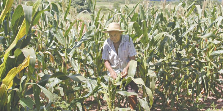 Mais 2.328 agricultores familiares são atendidos pelo Garantia Safra em junho