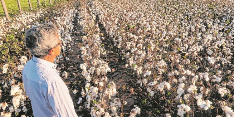 Diante dos resultados exitosos do experimento, mais agricultores retornaram à colheita e a produção cresceu (Foto: Antonio Rodrigues)