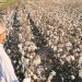 Cultura do algodão é retomada com boa estimativa de colheita no Ceará