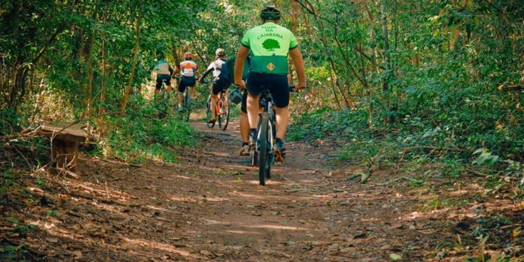 Pelo menos 10 pessoas sofreram ataques de marimbondos na Floresta Nacional do Araripe