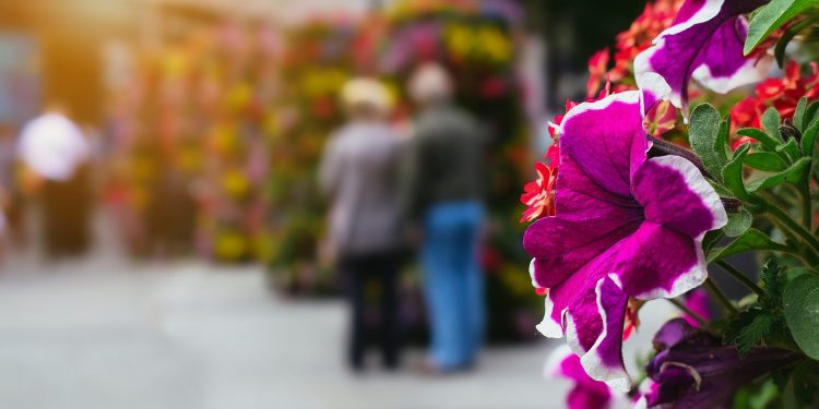 A fragrância dos cios – Por J. Flávio Vieira