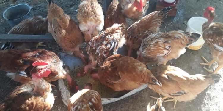 Produtores se reinventam para vender produção no Interior durante pandemia