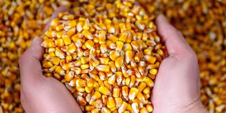 Prorrogado prazo de atualização da demanda pelo Programa Hora de Plantar