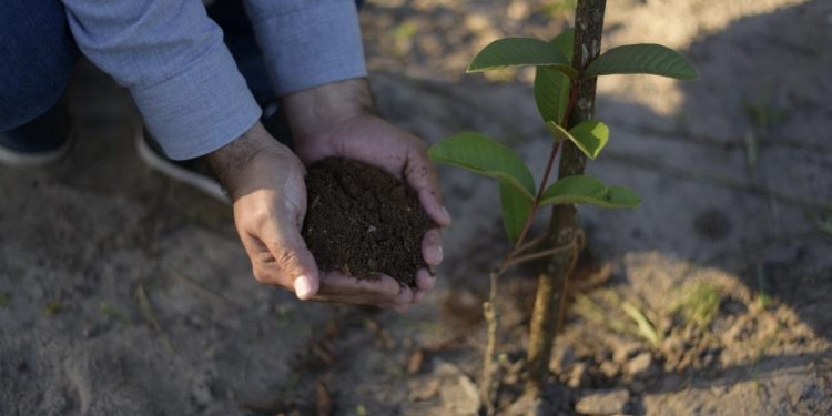 Projeto de reflorestamento deve atingir neste ano marca de 50 mil mudas nativas plantadas no Ceará