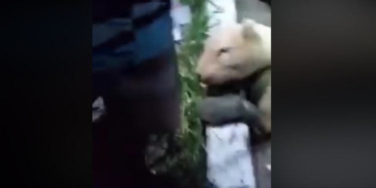 Moradores do Crato se assustam com onça de pelúcia abandonada próximo à rodovia