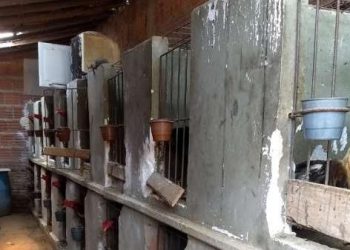 Polícia ambiental desativou rinha de galo em Juazeiro do Norte (Foto: Reprodução/SSPDS)