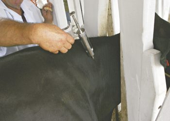 (Foto: Natinho Rodrigues)