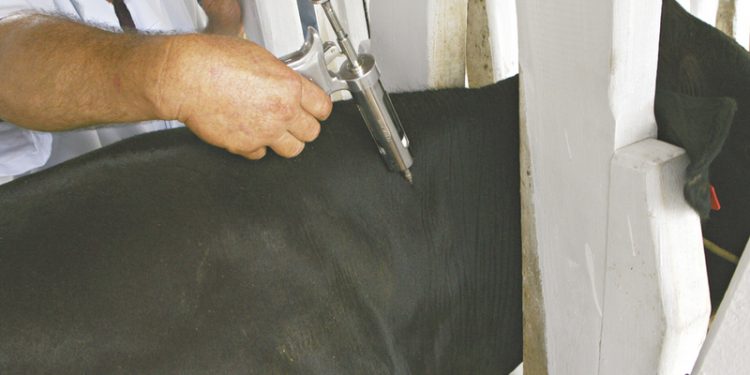 Campanha de vacinação contra a febre aftosa pode ser prorrogada