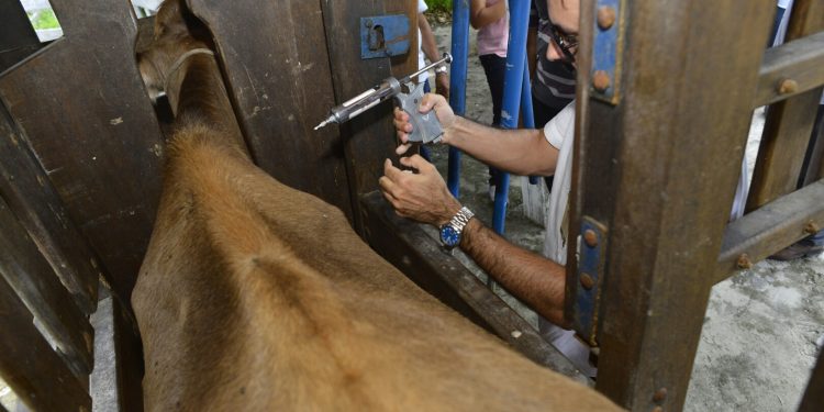 Campanha contra Febre Aftosa é prorrogada no CE