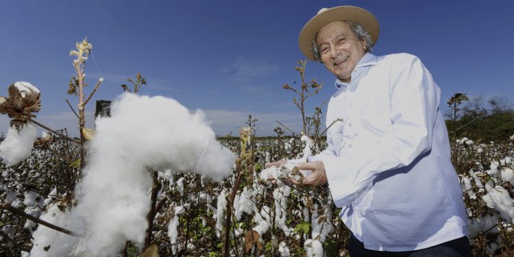 Ceará investe em tecnologia e manejo para voltar a ser um dos principais produtores de algodão no Brasil