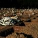 Brasil passa de 78 mil mortos por coronavírus; alta é de 921 óbitos em 24h