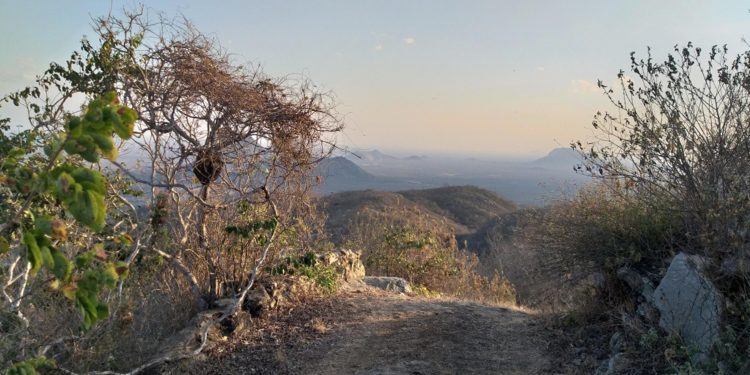 Mais de 96% do desmatamento no Ceará foram ilegais no último ano