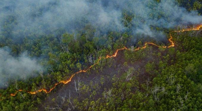 Desmatamento na Amazônia em junho é o maior dos últimos 5 anos