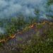 Desmatamento na Amazônia em junho é o maior dos últimos 5 anos