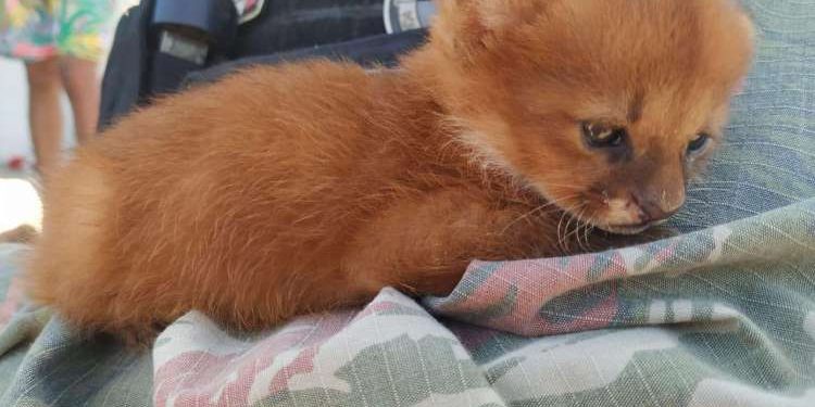 Agricultor encontra filhote de gato-mourisco em Milagres