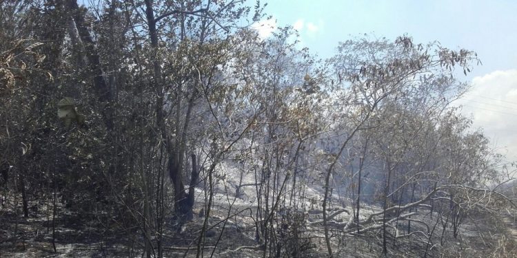 Primeiro semestre deste ano tem menor índice de queimadas desde 2011, no Ceará