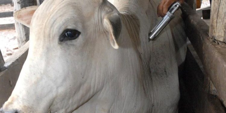 Campanha contra Febre Aftosa termina na sexta-feira (31) e meta do Ceará é de 90% de vacinação