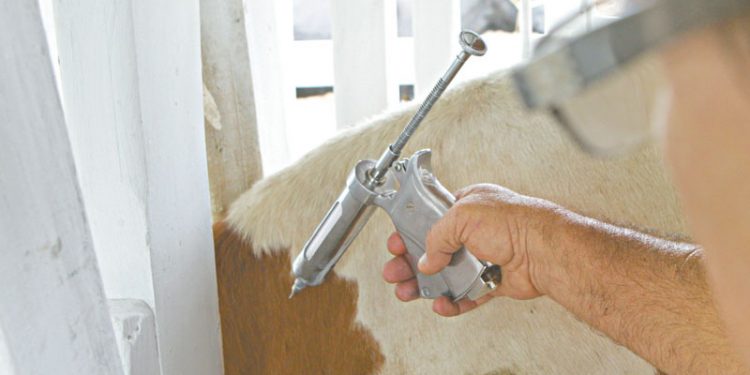 Ceará precisa cumprir mais 30% de imunização contra febre aftosa para alcançar meta