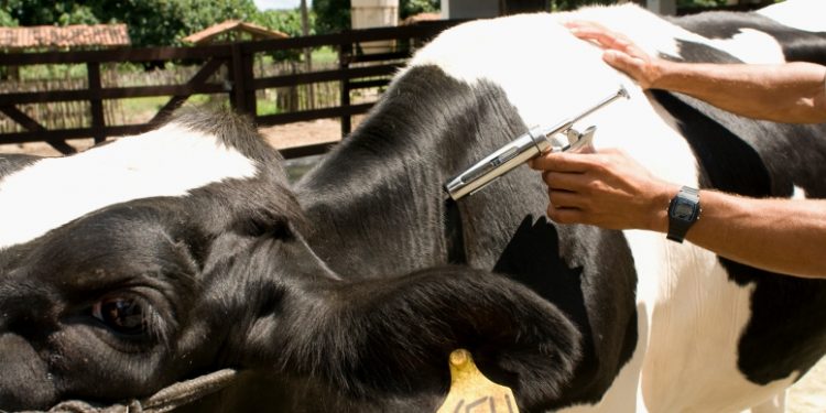 64,91% do rebanho bovino e bubalino já foi vacinado contra a febre aftosa no CE