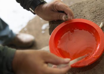 A chikungunya é transmitida através da picada do mosquito Aedes aegypti (Foto: Fabiane de Paula)