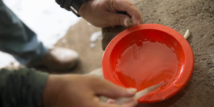 Estudo prevê 80% dos casos de chikungunya que terão dores crônicas