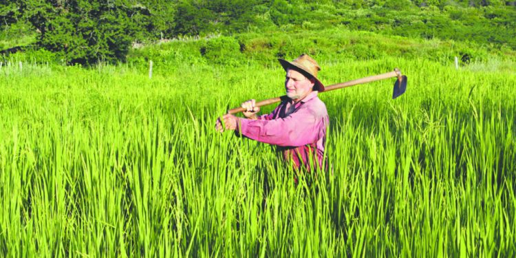 Auxílio emergencial será estendido a agricultor familiar que não tiver recebido o benefício