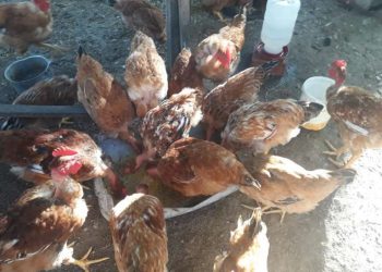 (Foto: Ascom/Governo do Ceará)